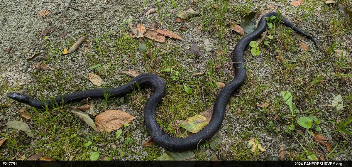 Eastern Ratsnake