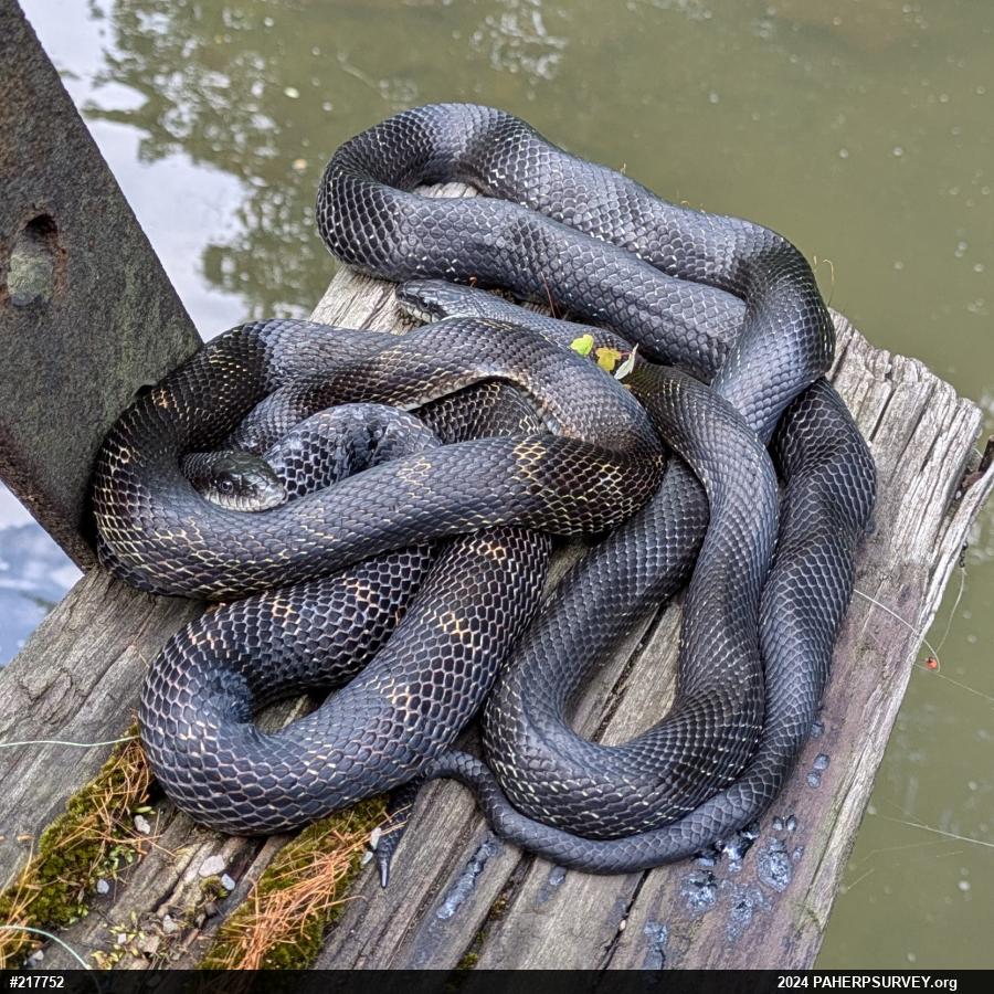 Eastern Ratsnake