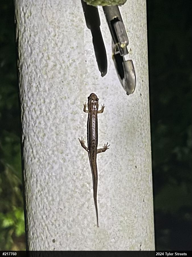 Allegheny Mountain Dusky Salamander