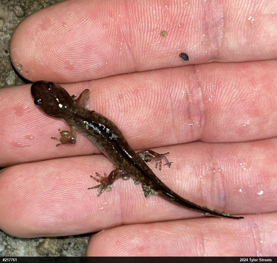 Spotted Salamander