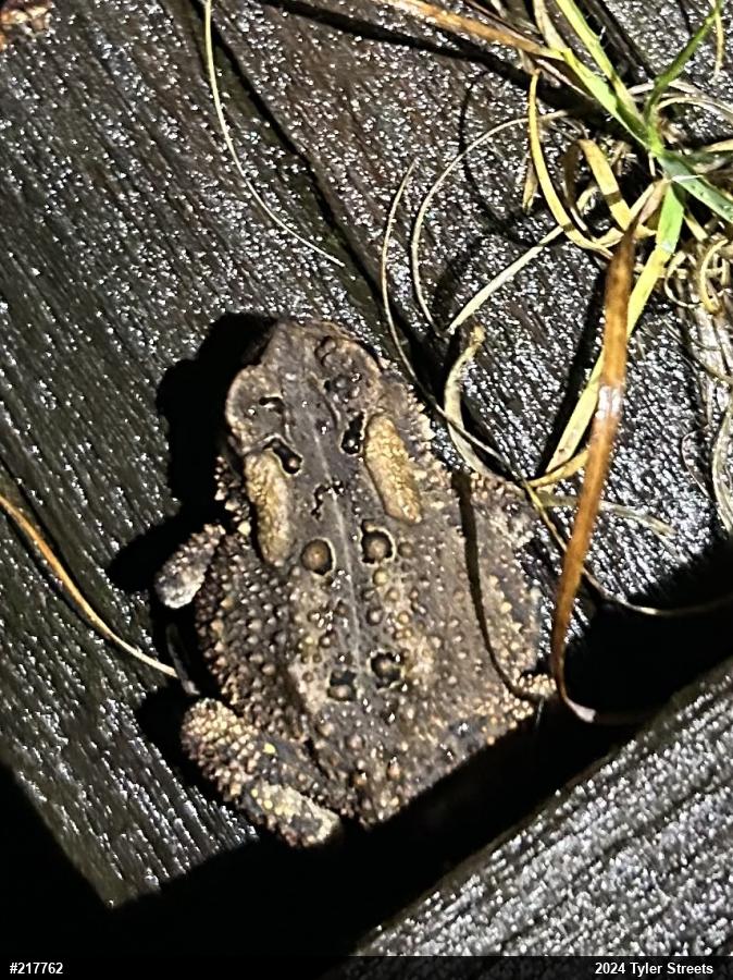 Eastern American Toad