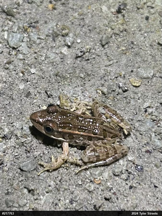 Pickerel Frog