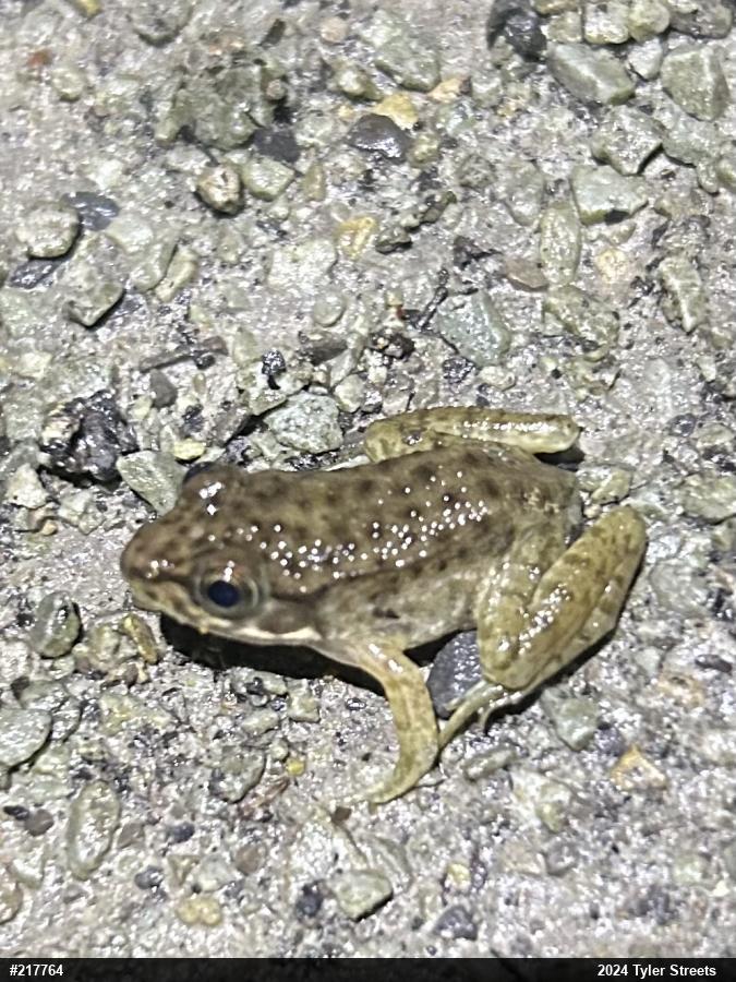 Green Frog
