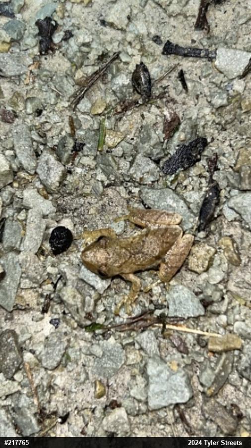 Spring Peeper