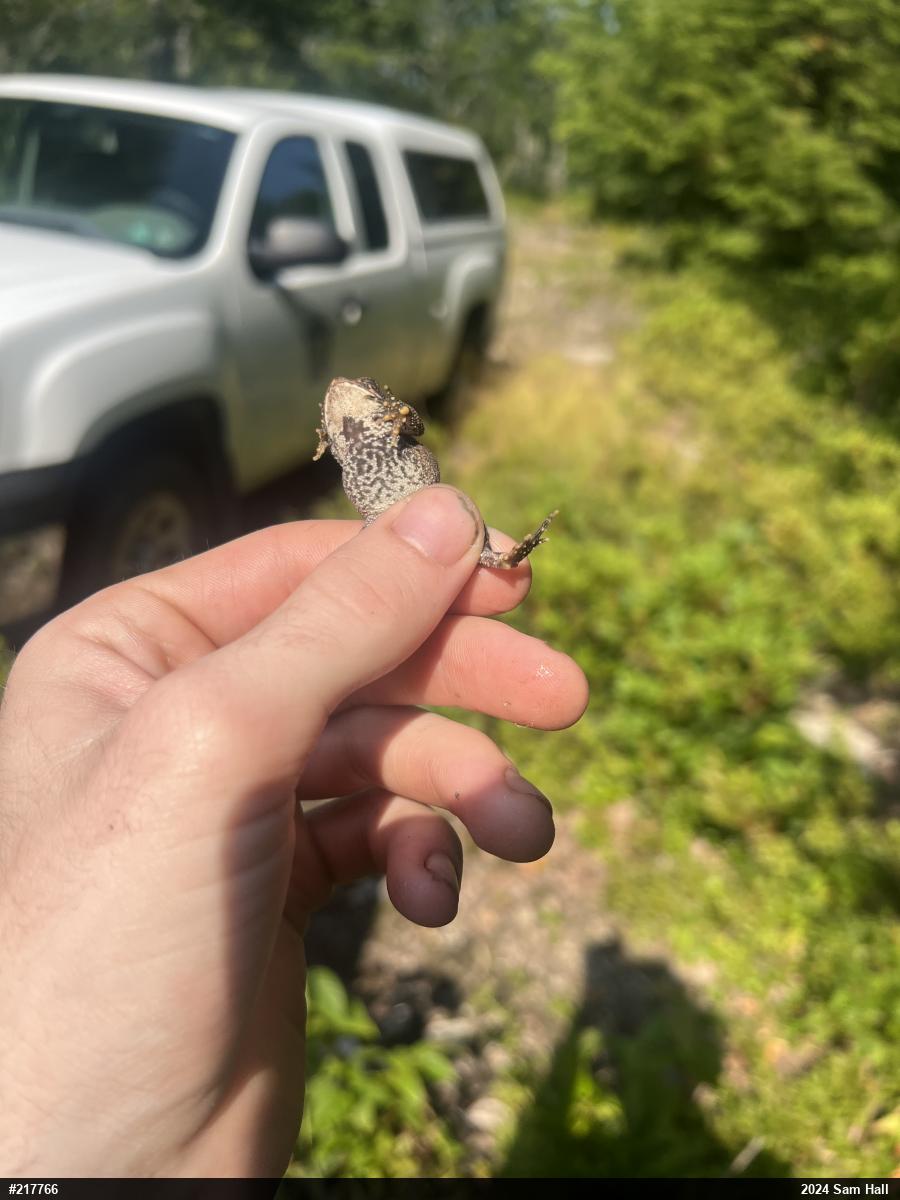 Eastern American Toad