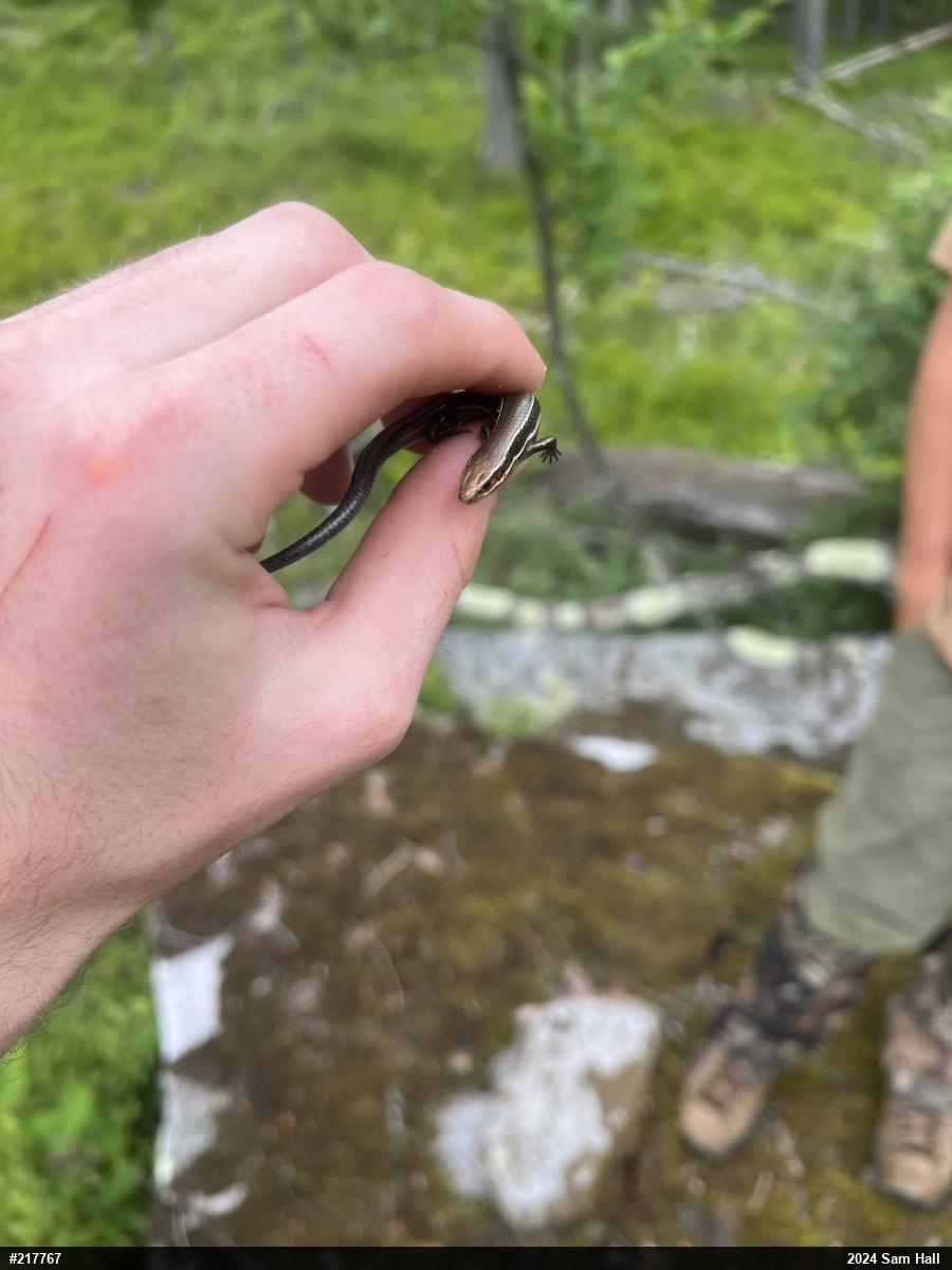 Northern Coal Skink