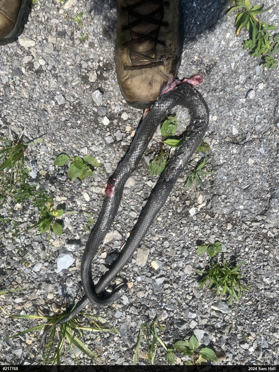 Northern Black Racer