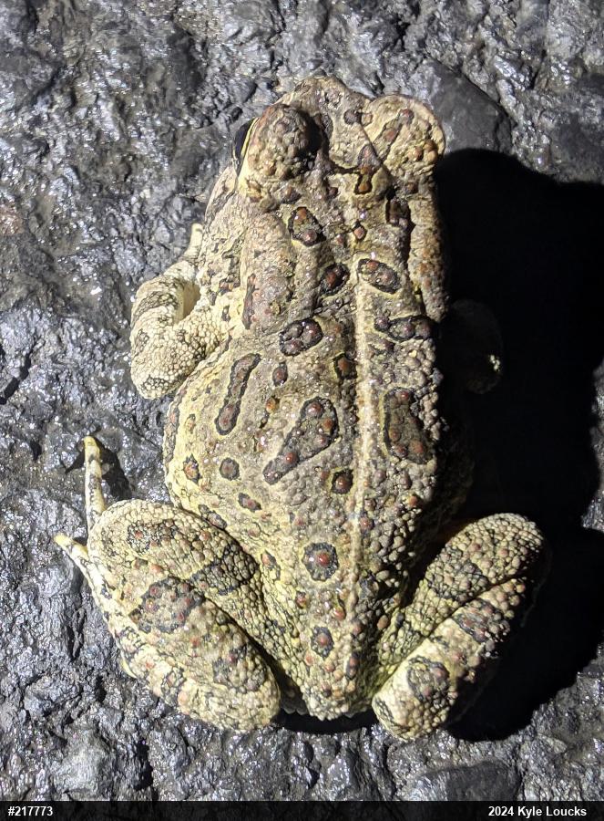 Fowler's Toad
