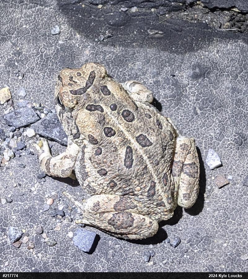 Fowler's Toad