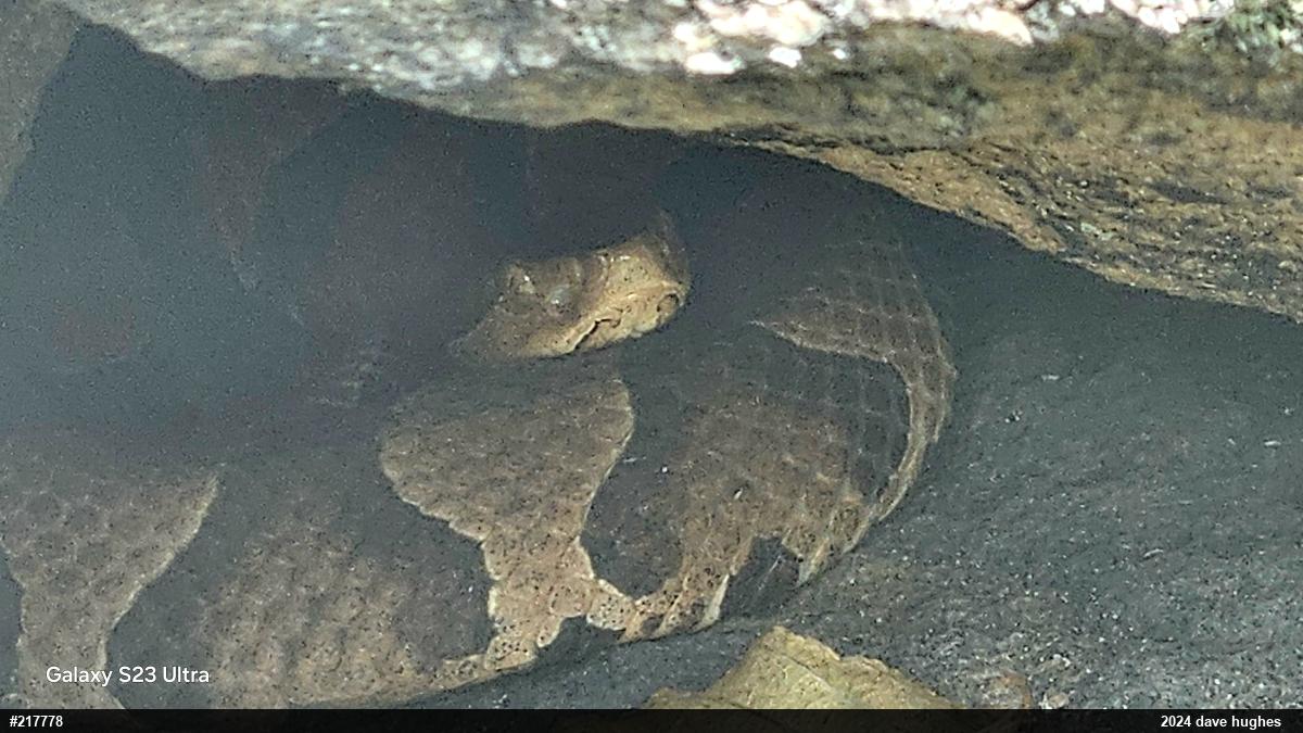 Northern Copperhead