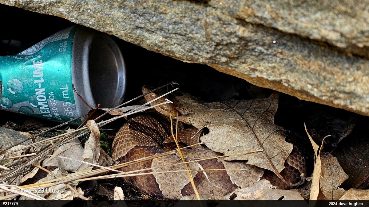 Northern Copperhead