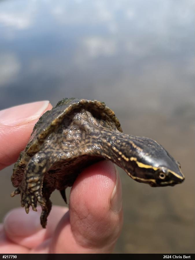 Eastern Musk Turtle