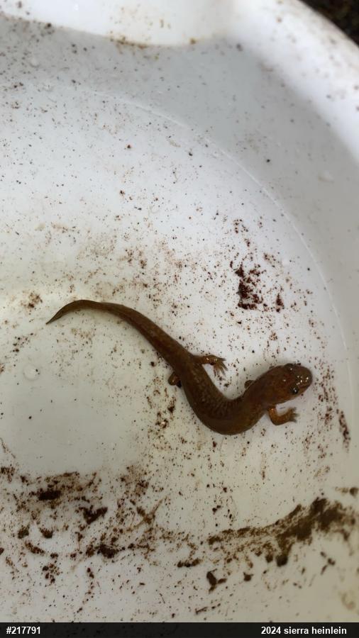 Northern Spring Salamander
