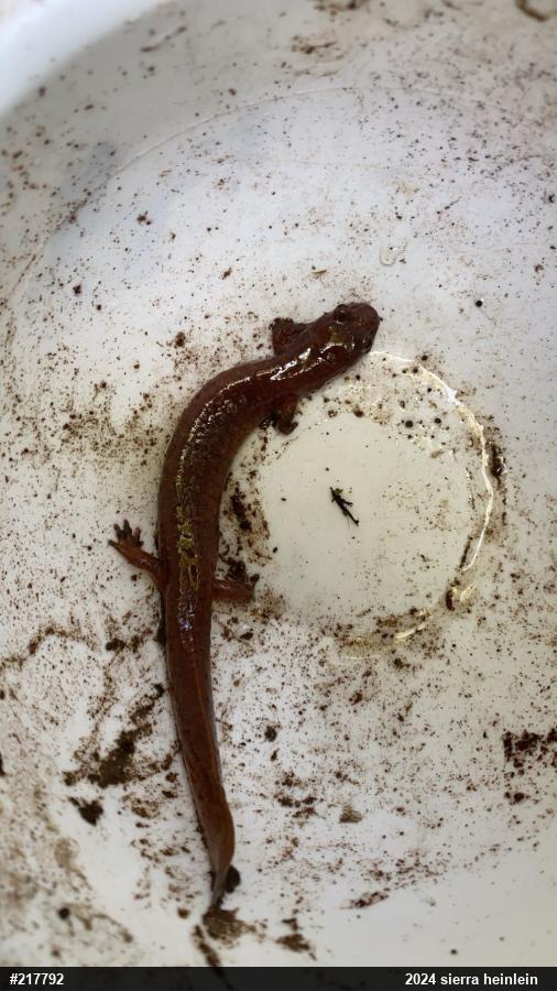 Northern Spring Salamander
