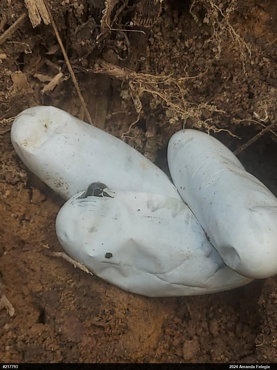 Smooth Greensnake