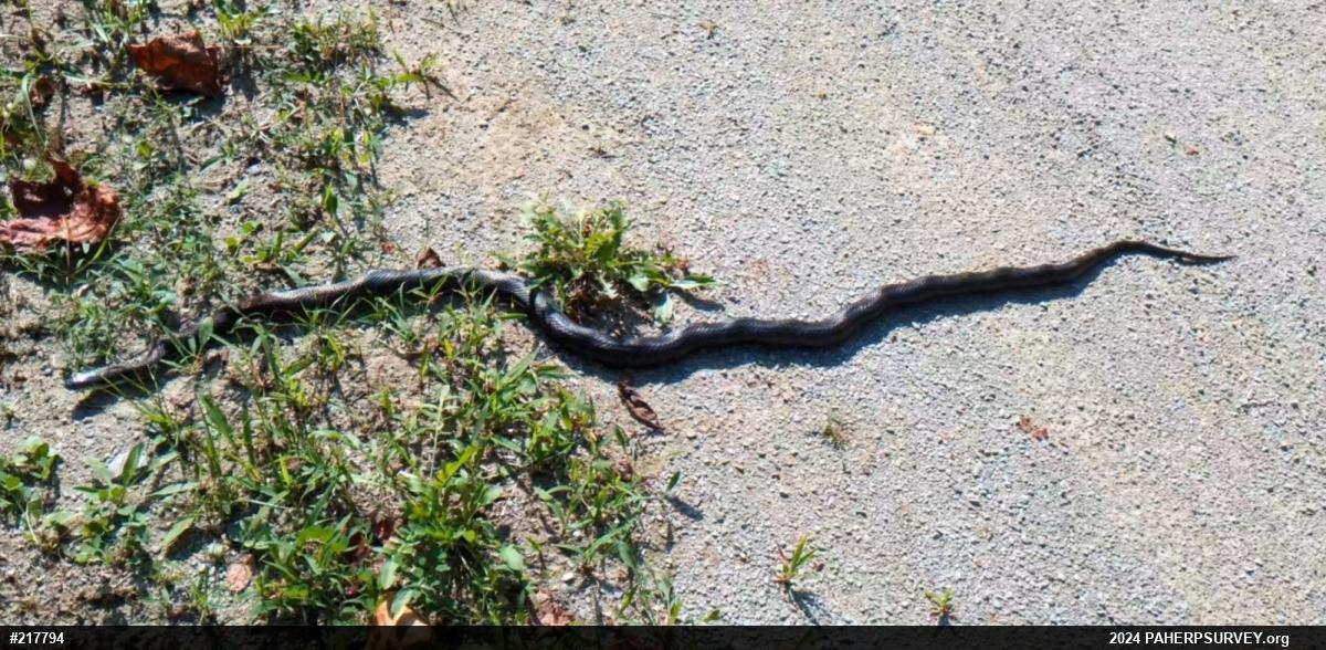 Eastern Ratsnake