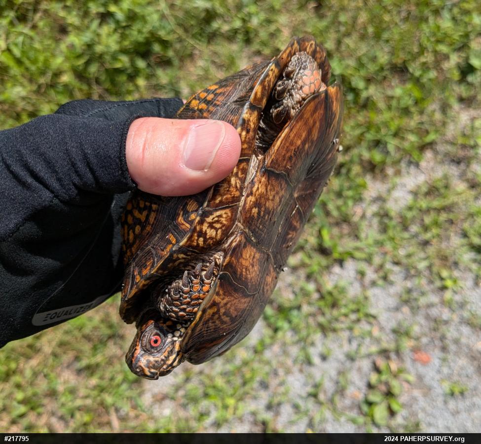 Eastern Box Turtle