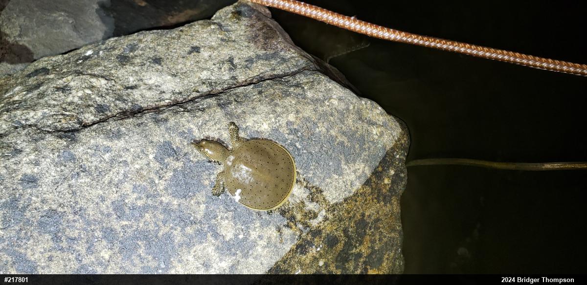 Eastern Spiny Softshell