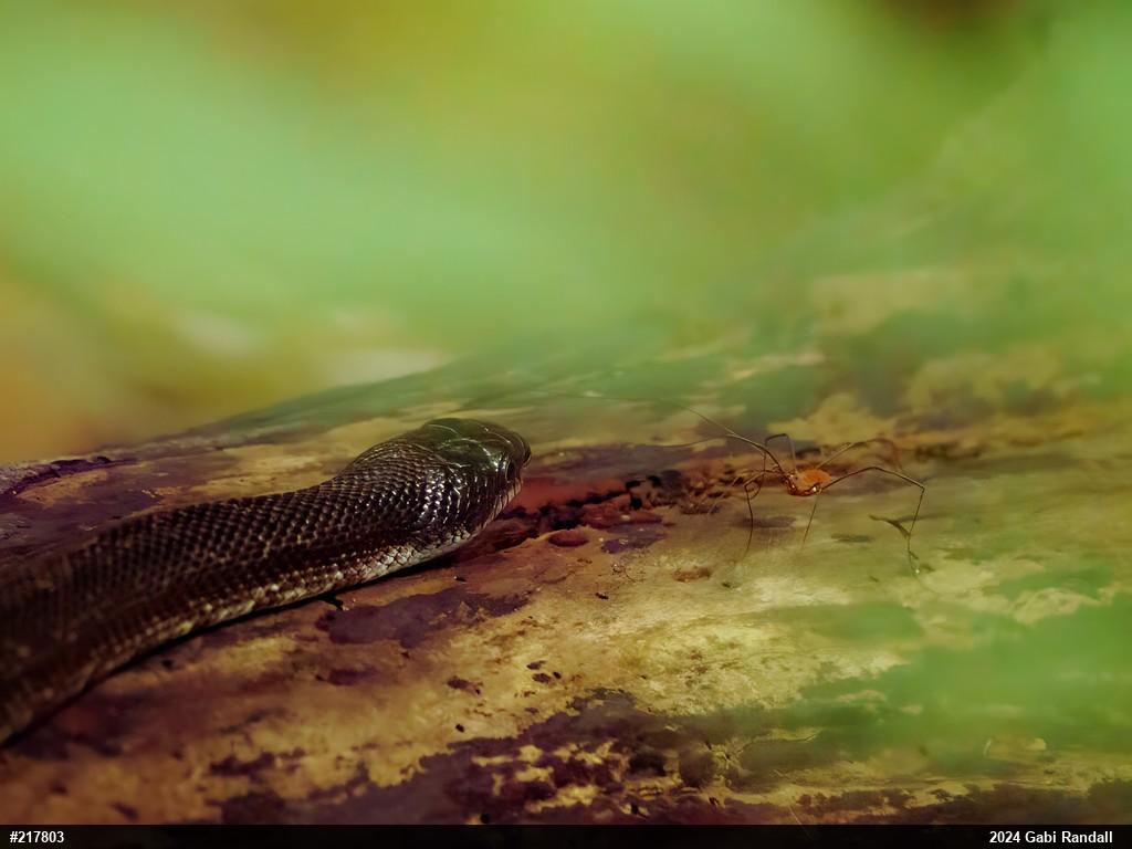 Eastern Ratsnake