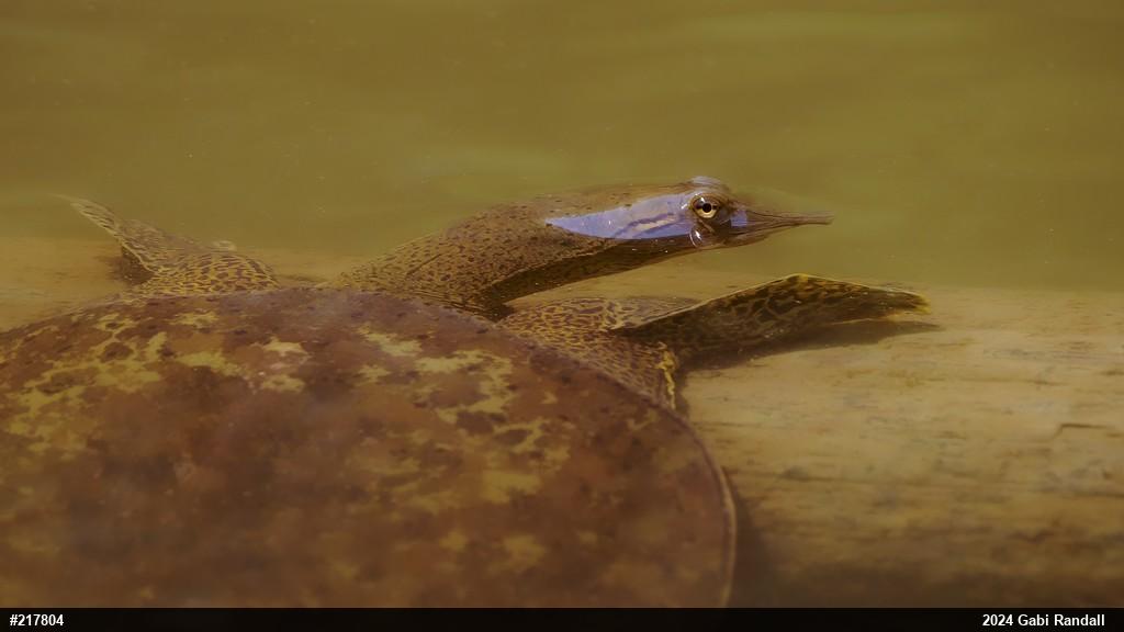 Eastern Spiny Softshell