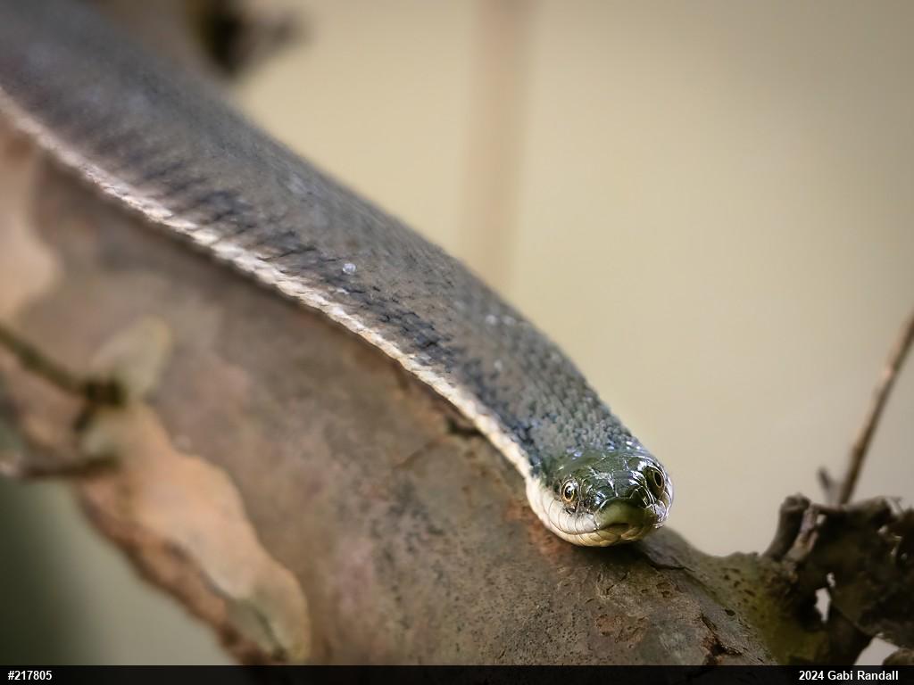Queensnake