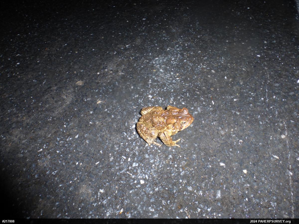 Eastern American Toad