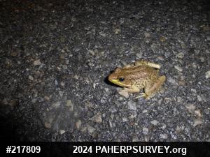Green Frog