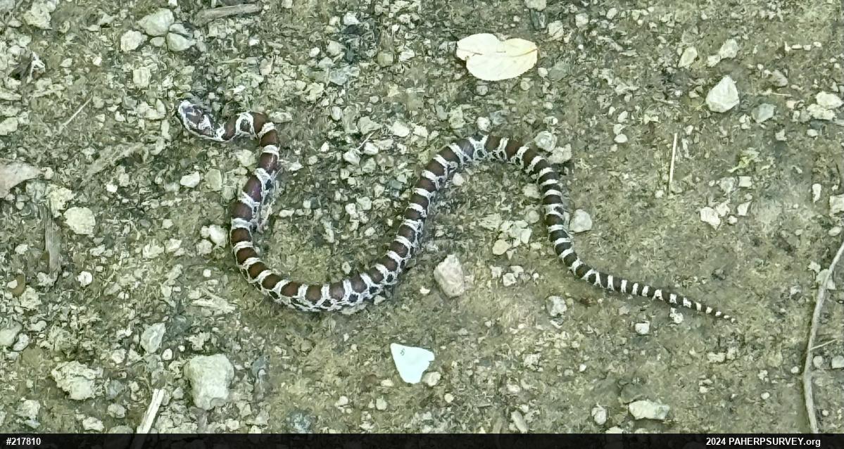 Eastern Milksnake