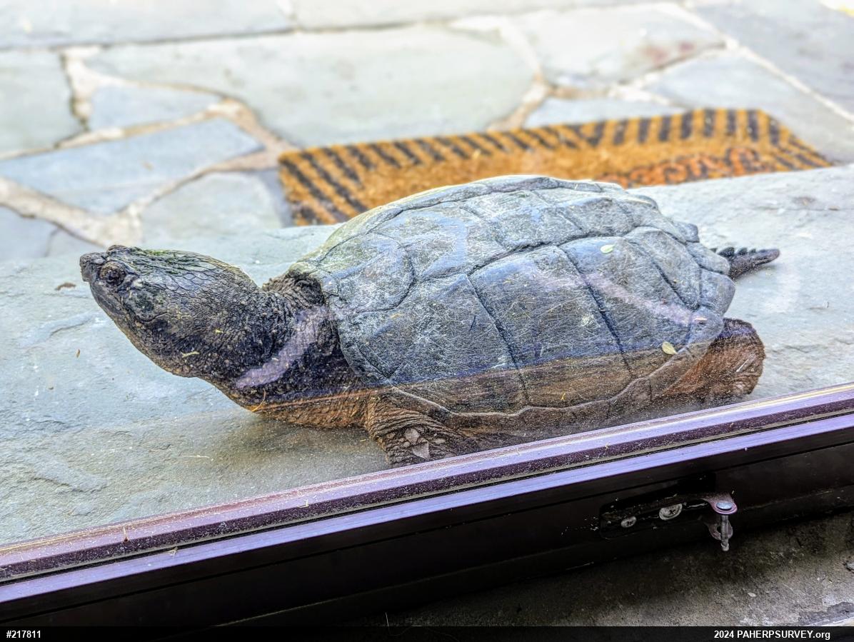 Snapping Turtle