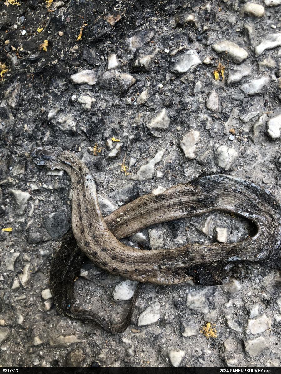 Dekay's Brownsnake
