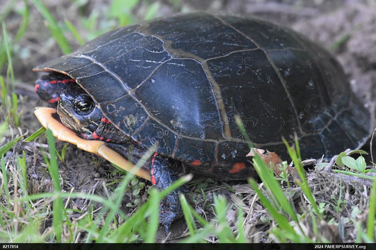 Eastern Painted Turtle