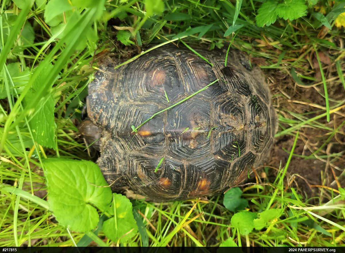 Eastern Box Turtle