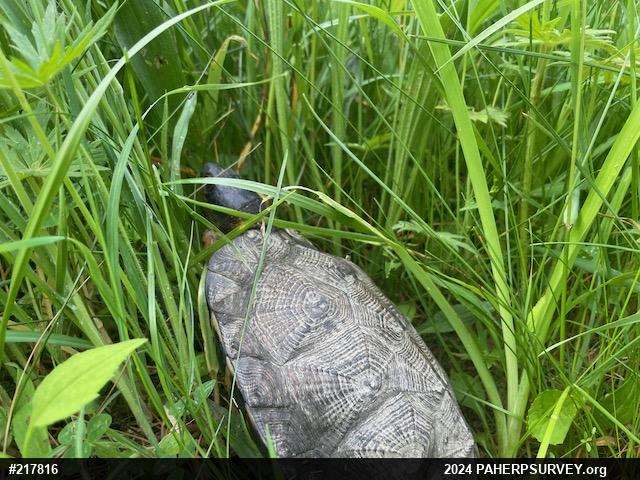 Wood Turtle