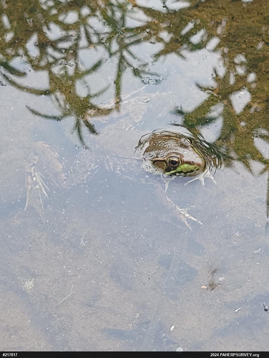 Green Frog