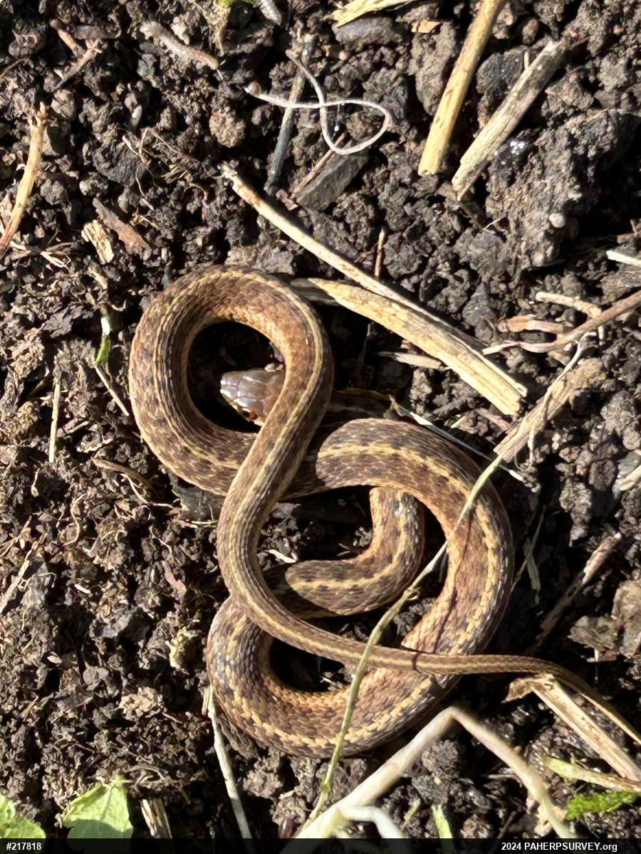 Eastern Gartersnake
