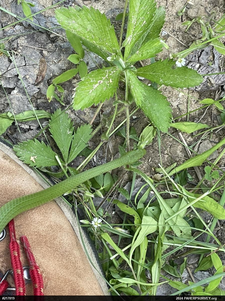 Smooth Greensnake