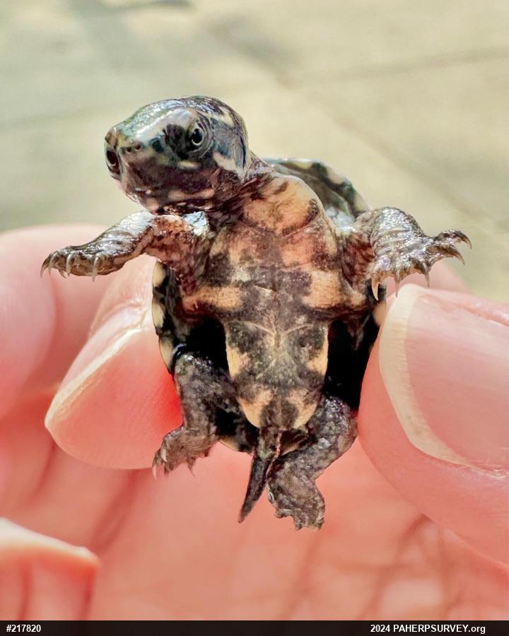 Eastern Musk Turtle