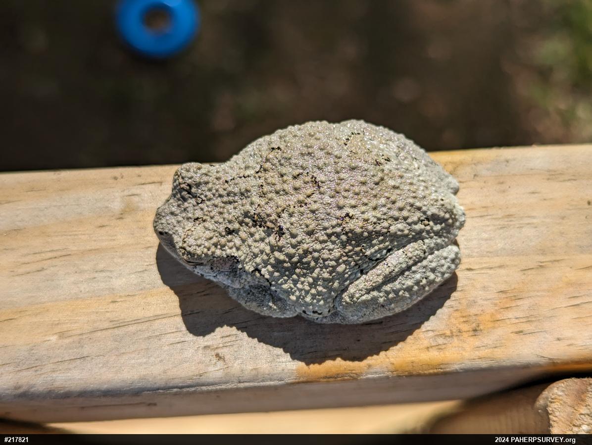 Unknown Gray Treefrog