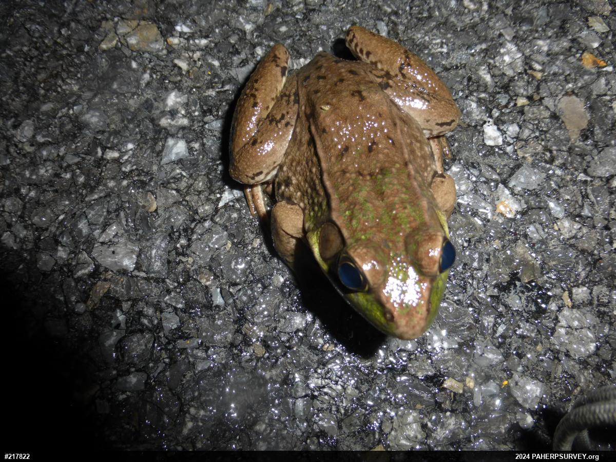 Green Frog
