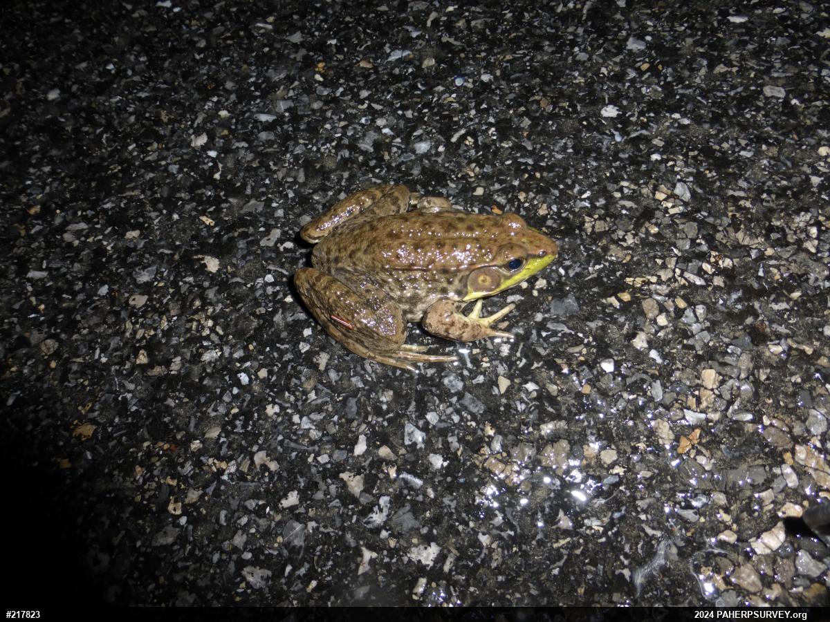 Green Frog