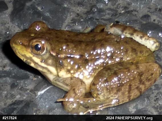 Green Frog