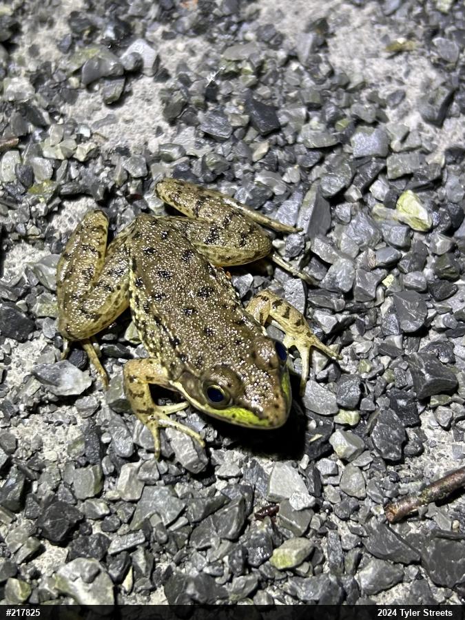 Green Frog