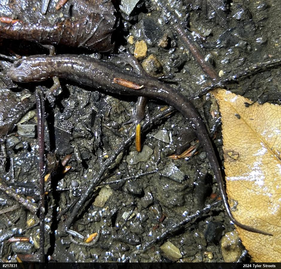 Allegheny Mountain Dusky Salamander