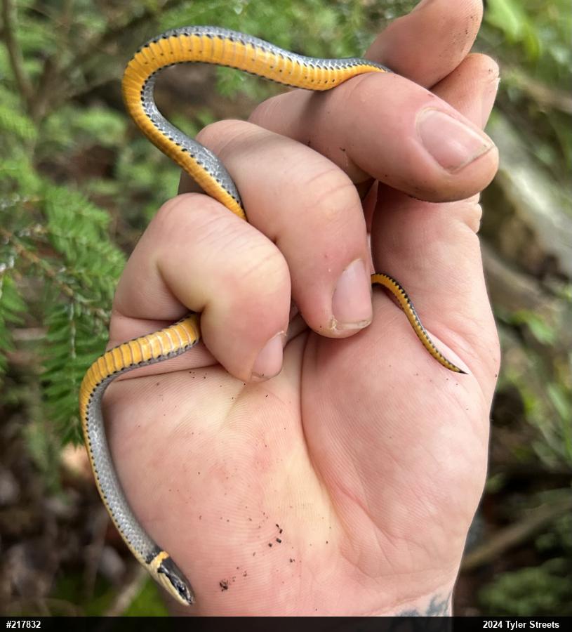 Northern Ring-necked Snake