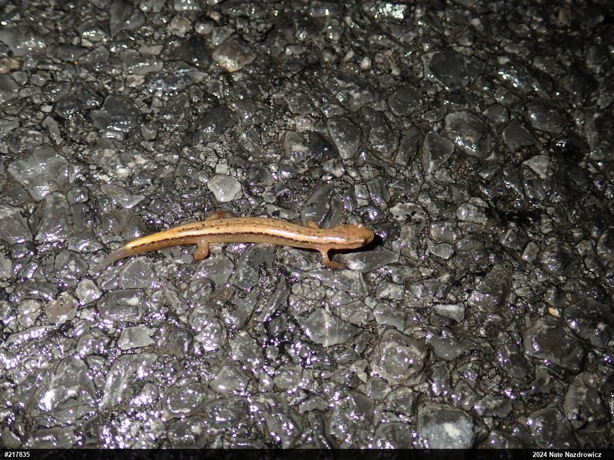 Northern Two-lined Salamander
