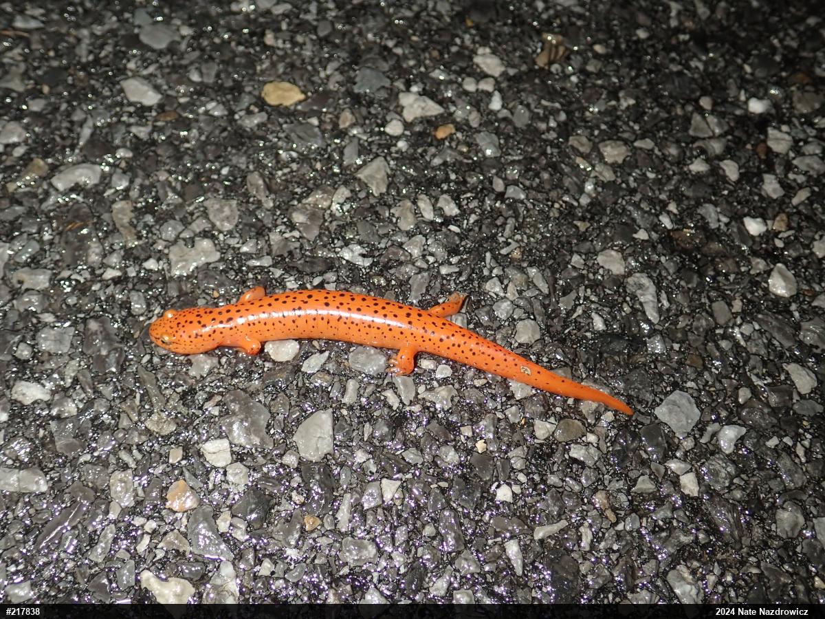 Northern Red Salamander