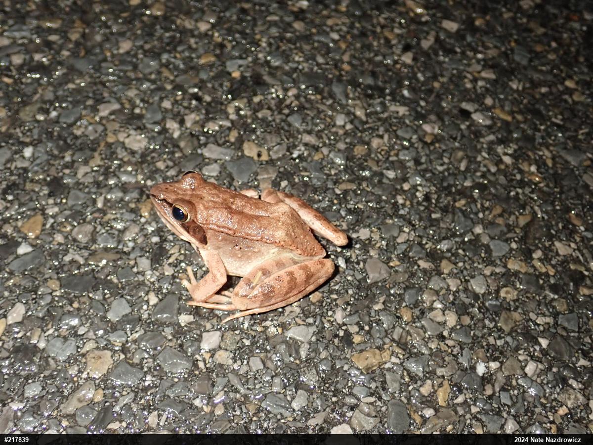 Wood Frog