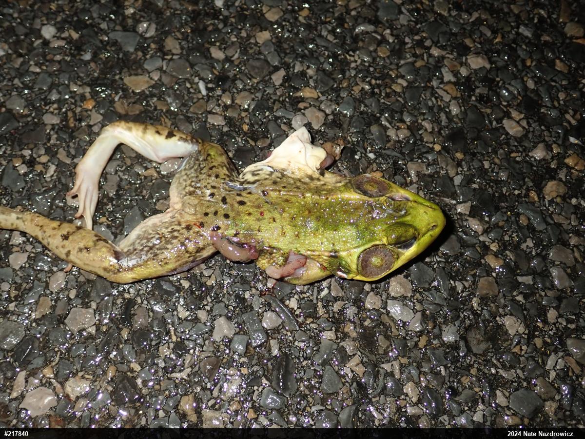 Green Frog