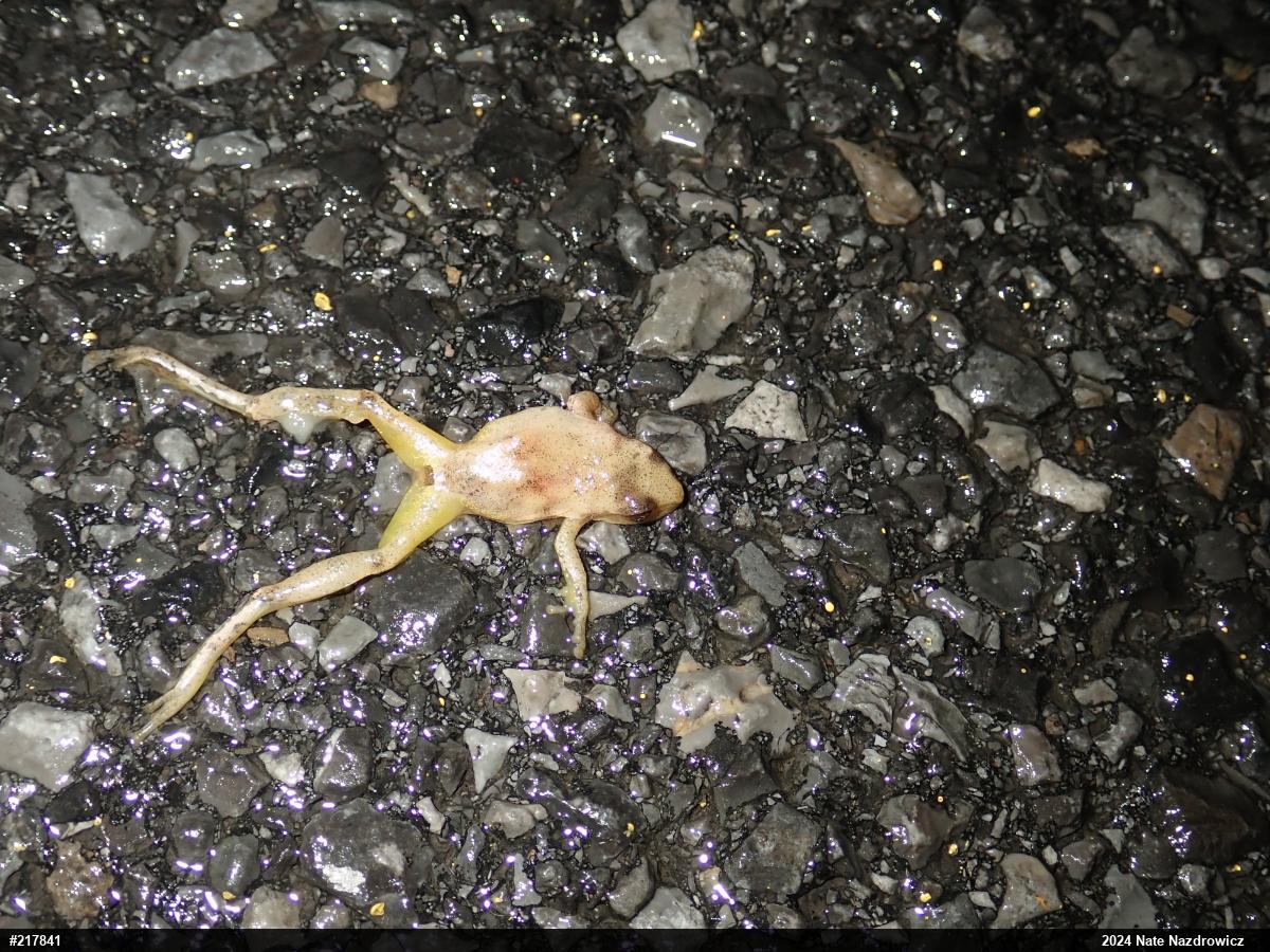 Spring Peeper