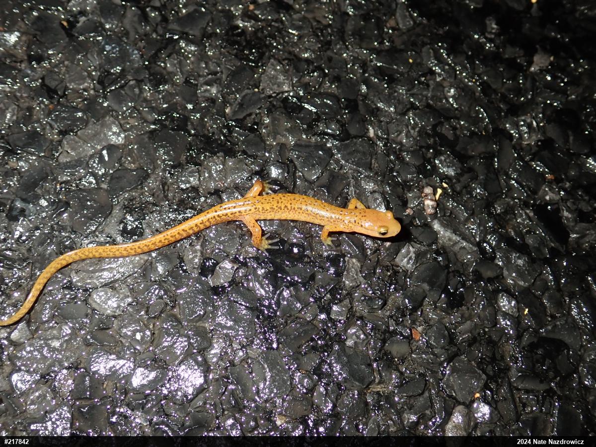 Eastern Long-tailed Salamander